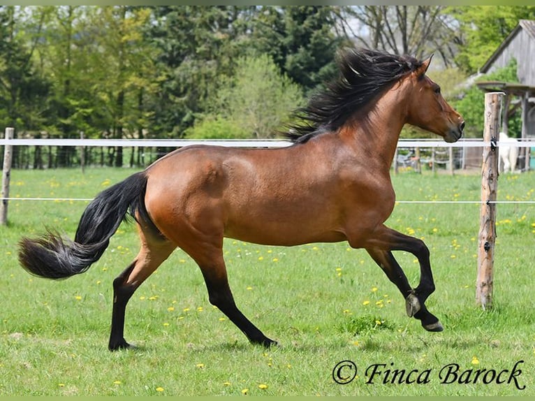 PRE Merrie 5 Jaar 160 cm Bruin in Wiebelsheim