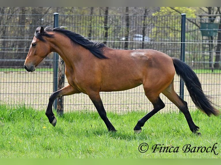 PRE Merrie 5 Jaar 160 cm Bruin in Wiebelsheim