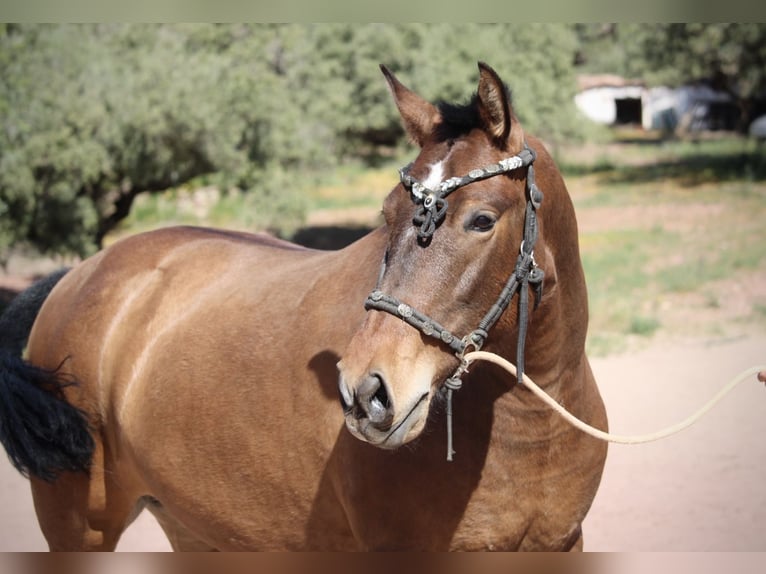 PRE Mix Merrie 5 Jaar 160 cm Bruin in Valencia