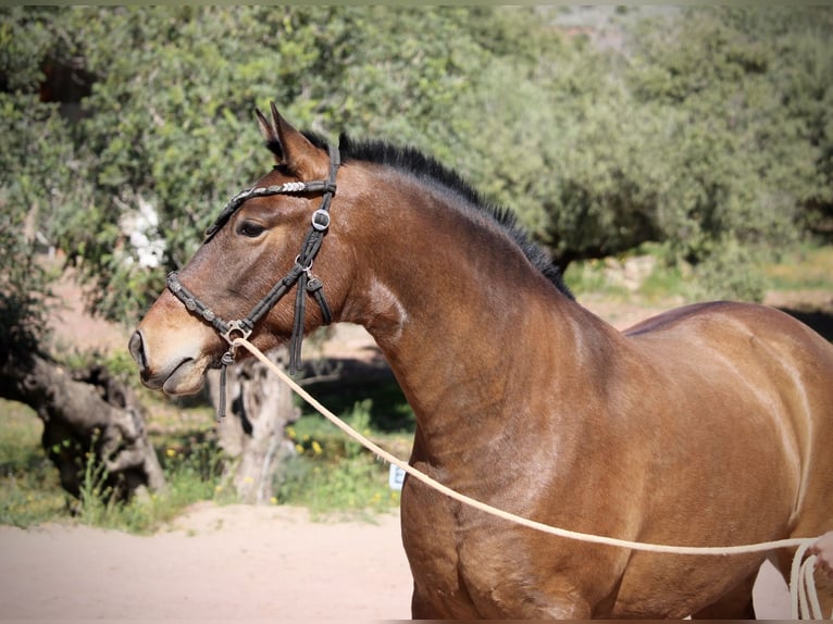 PRE Mix Merrie 5 Jaar 160 cm Bruin in Valencia