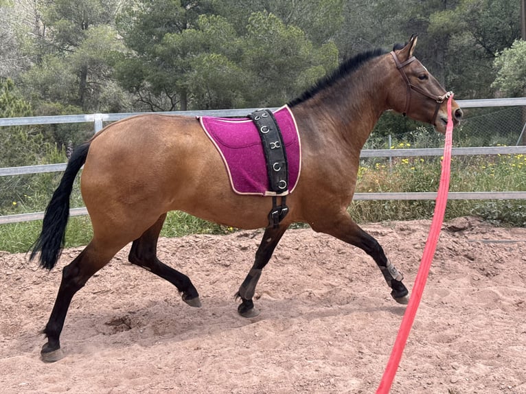 PRE Mix Merrie 5 Jaar 160 cm Bruin in Valencia