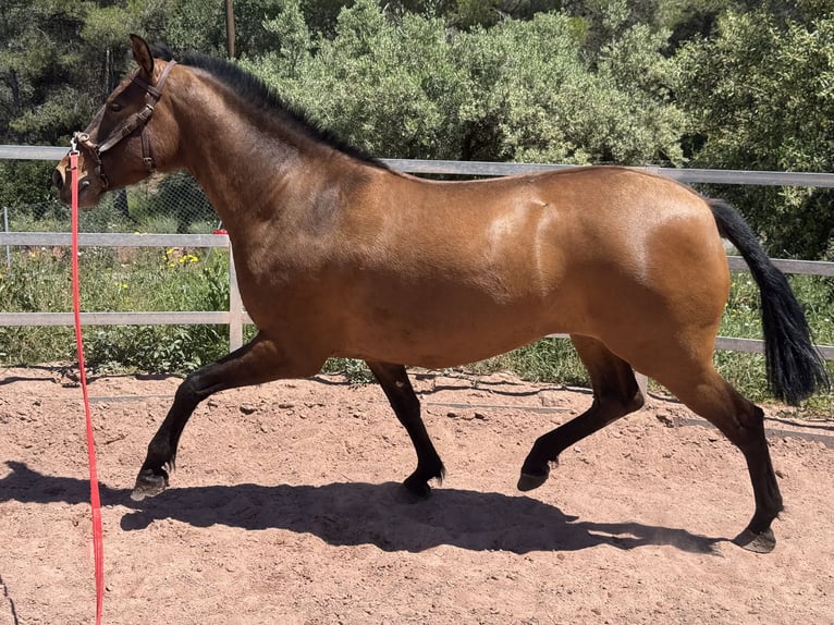 PRE Mix Merrie 5 Jaar 160 cm Bruin in Valencia