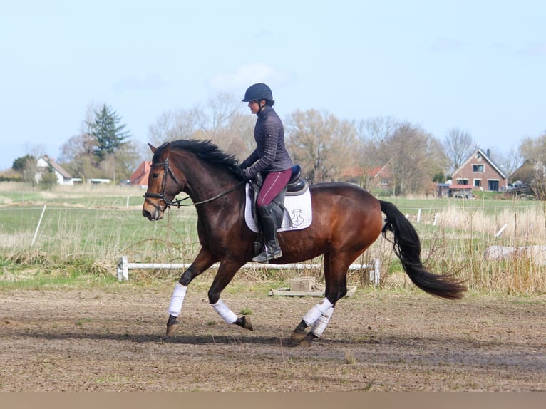 PRE Mix Merrie 5 Jaar 160 cm Bruin in Wremen