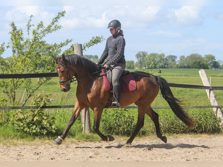 PRE Merrie 5 Jaar 160 cm Bruin in Wremen