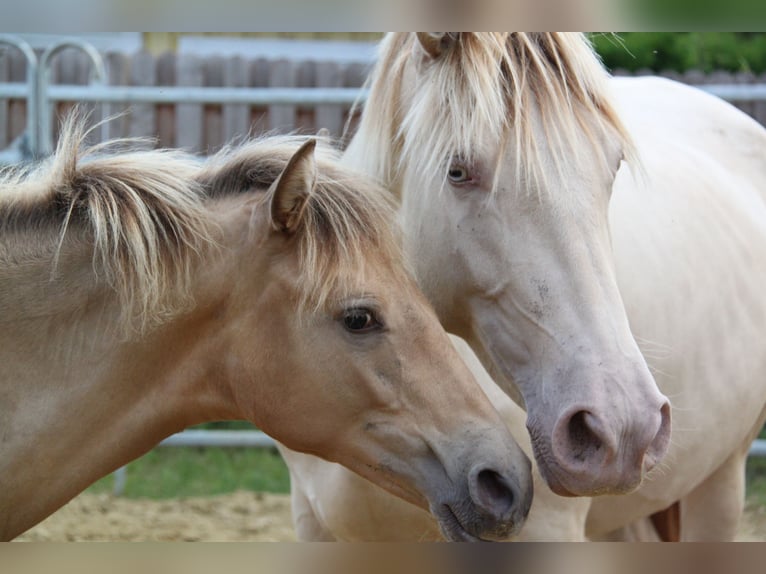 PRE Mix Merrie 5 Jaar 160 cm Pearl in Kirn