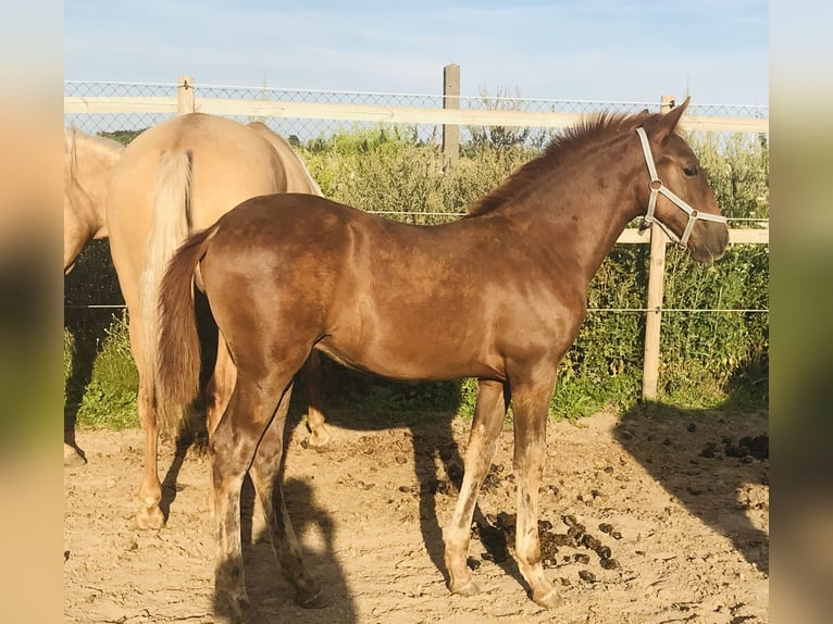 PRE Merrie 5 Jaar 160 cm Vos in StahnsdorfStahnsdorf