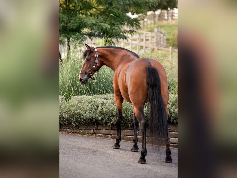PRE Merrie 5 Jaar 160 cm  in Ruppichteroth