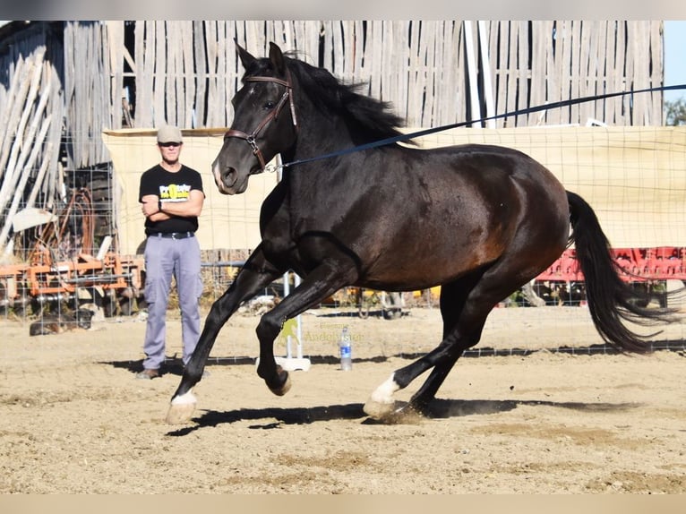 PRE Merrie 5 Jaar 160 cm Zwart in Provinz Granada