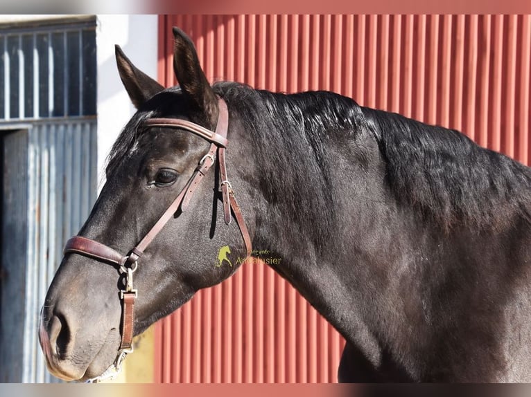 PRE Merrie 5 Jaar 160 cm Zwart in Provinz Granada