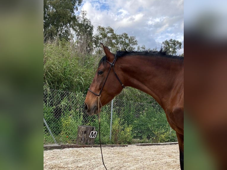 PRE Merrie 5 Jaar 161 cm Bruin in Málaga