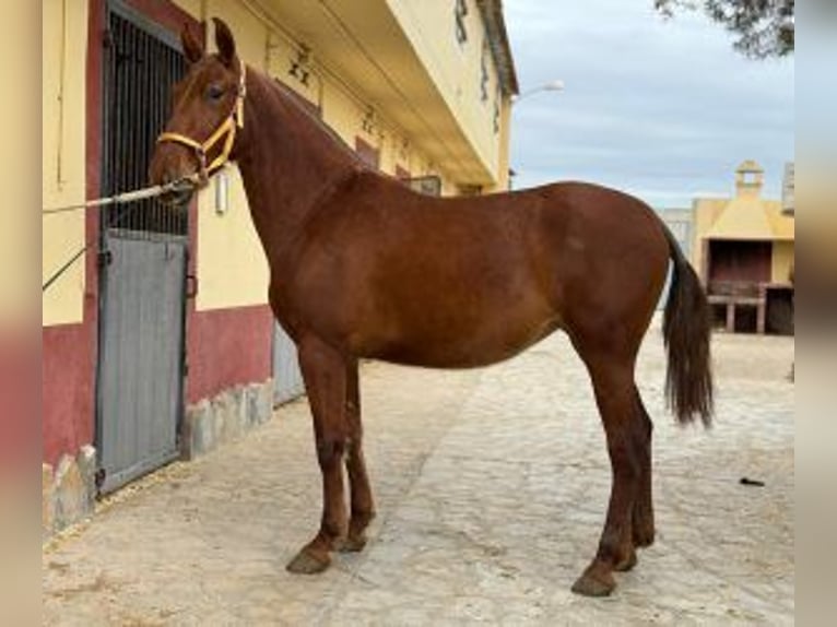 PRE Mix Merrie 5 Jaar 161 cm Donkere-vos in ALICANTE