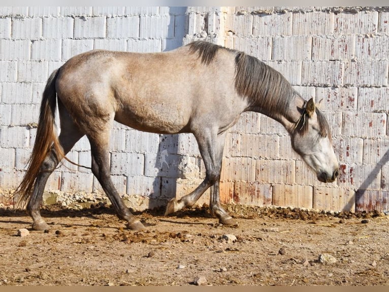 PRE Merrie 5 Jaar 161 cm Schimmel in Provinz Malaga