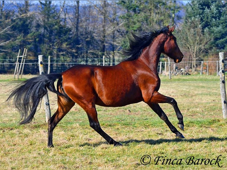 PRE Merrie 5 Jaar 162 cm Bruin in Wiebelsheim