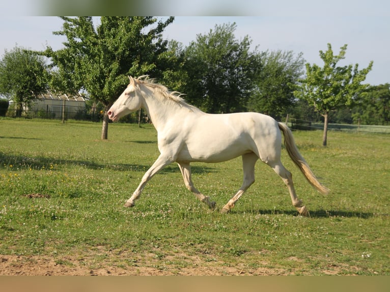 PRE Merrie 5 Jaar 162 cm Perlino in Balingen