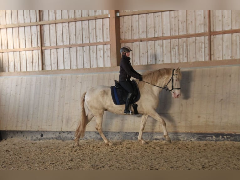 PRE Merrie 5 Jaar 162 cm Perlino in Moisburg