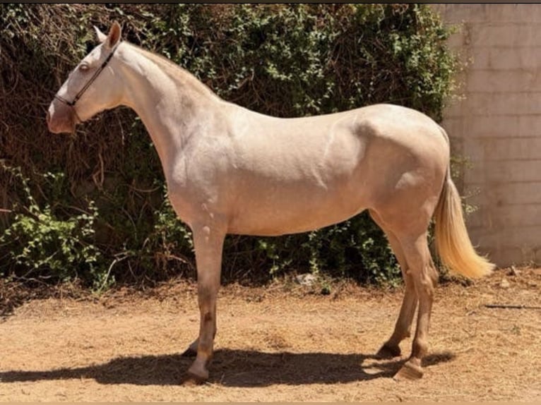 PRE Mix Merrie 5 Jaar 162 cm Perlino in Huetor Tajar