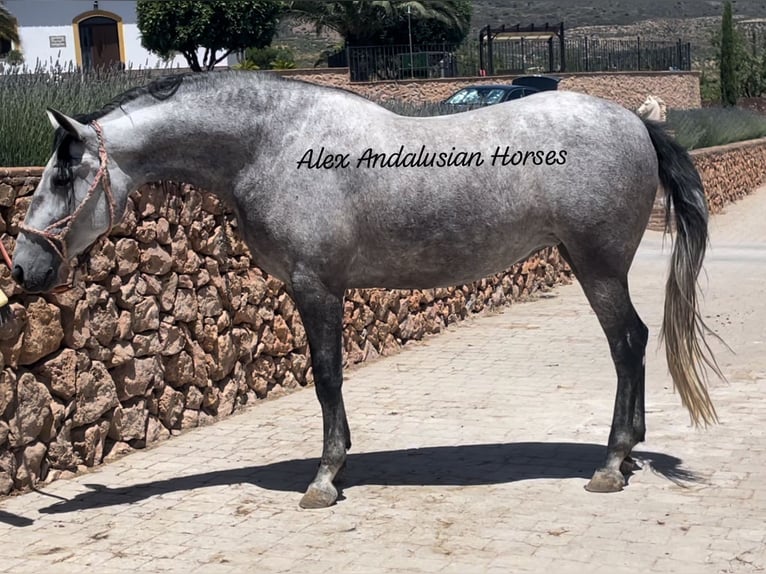 PRE Mix Merrie 5 Jaar 162 cm Schimmel in Sevilla