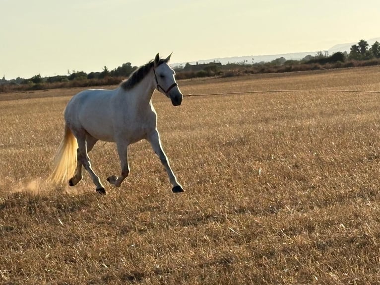 PRE Mix Merrie 5 Jaar 162 cm Schimmel in Felanitx