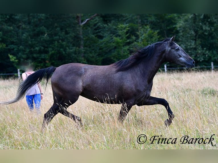 PRE Merrie 5 Jaar 162 cm Schimmel in Wiebelsheim