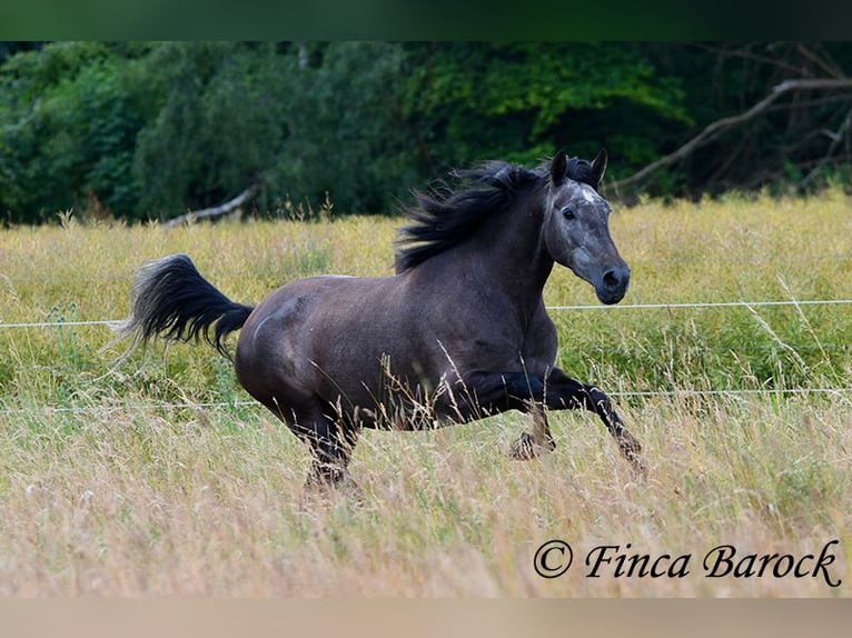 PRE Merrie 5 Jaar 162 cm Schimmel in Wiebelsheim