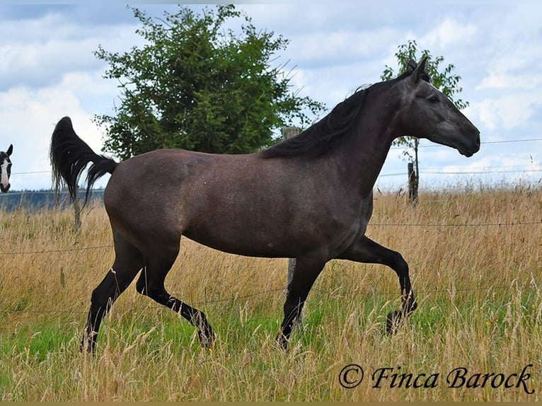 PRE Merrie 5 Jaar 162 cm Schimmel in Wiebelsheim