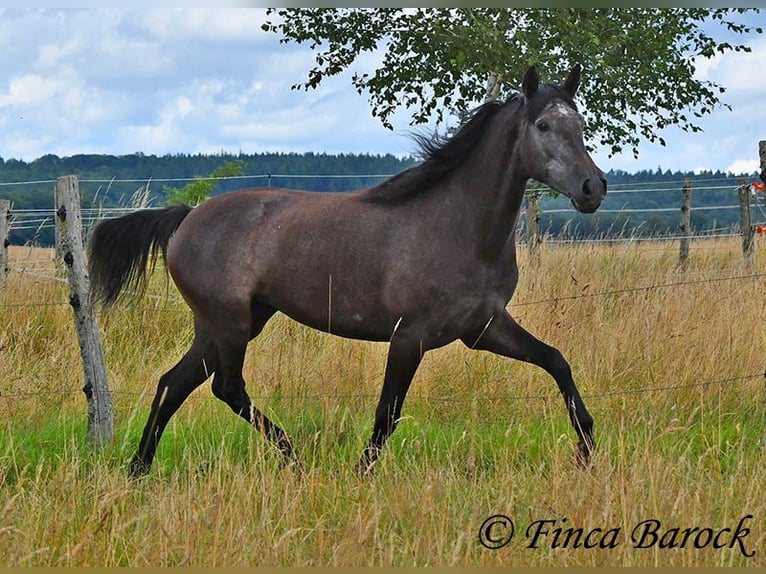 PRE Merrie 5 Jaar 162 cm Schimmel in Wiebelsheim