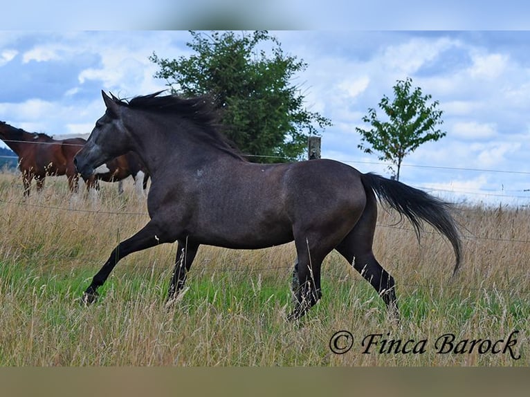 PRE Merrie 5 Jaar 162 cm Schimmel in Wiebelsheim