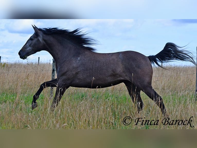 PRE Merrie 5 Jaar 162 cm Schimmel in Wiebelsheim