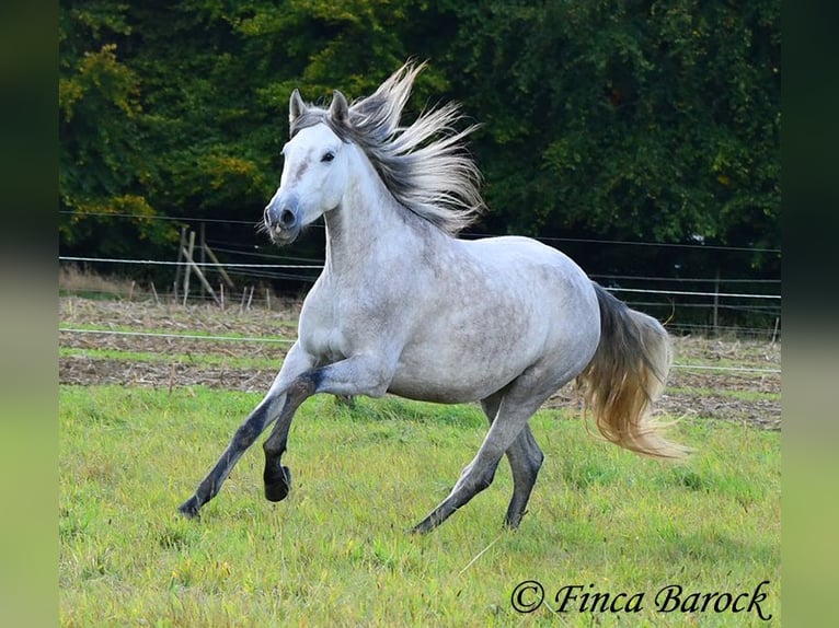 PRE Merrie 5 Jaar 162 cm Schimmel in Wiebelsheim