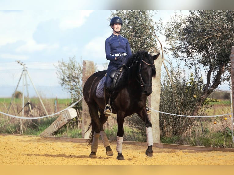 PRE Merrie 5 Jaar 162 cm Zwart in Carmona