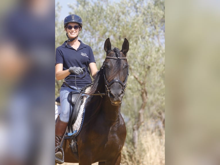 PRE Merrie 5 Jaar 162 cm Zwart in Carmona