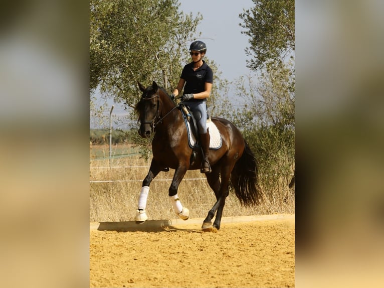 PRE Merrie 5 Jaar 162 cm Zwart in Carmona