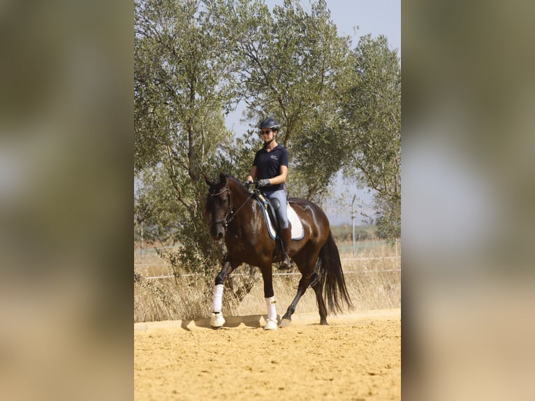 PRE Merrie 5 Jaar 162 cm Zwart in Carmona