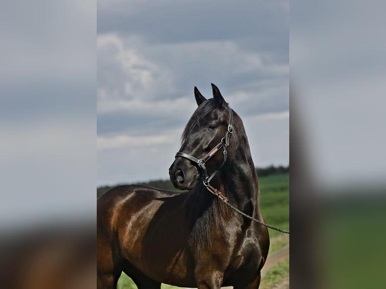 PRE Merrie 5 Jaar 162 cm Zwart in Carmona