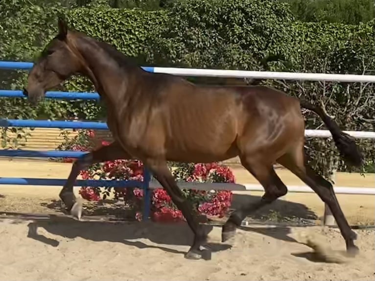 PRE Mix Merrie 5 Jaar 163 cm Bruin in Fuentes De Andalucia