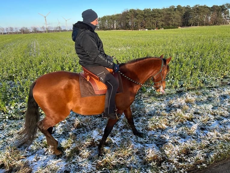 PRE Mix Merrie 5 Jaar 163 cm Bruin in Dörverden