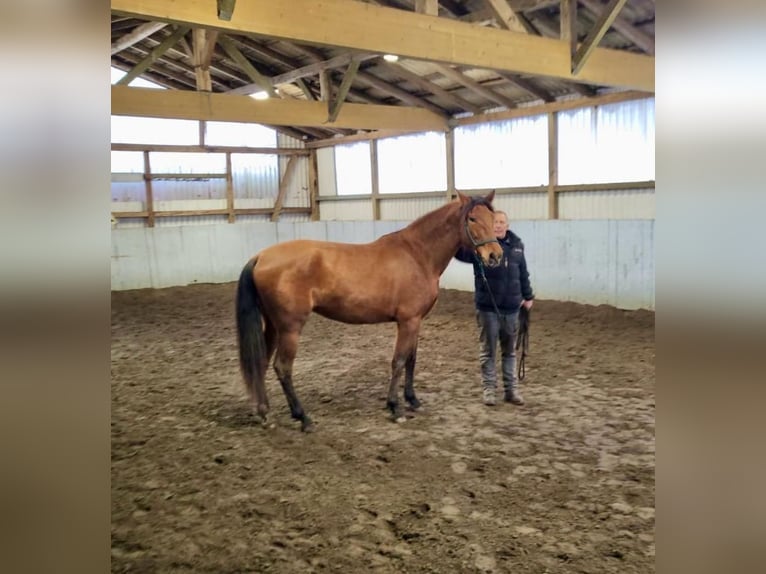 PRE Mix Merrie 5 Jaar 163 cm Bruin in Dörverden