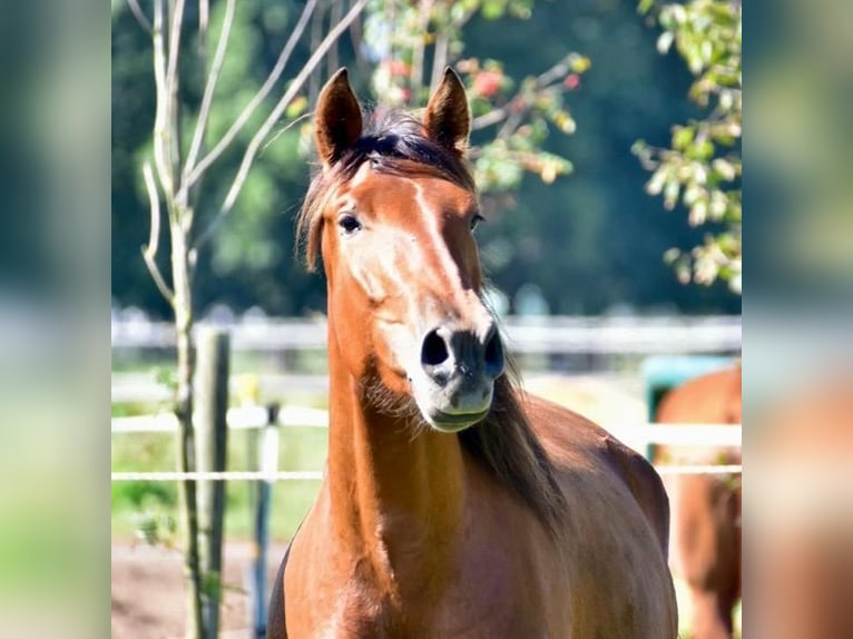 PRE Mix Merrie 5 Jaar 163 cm Bruin in Dörverden