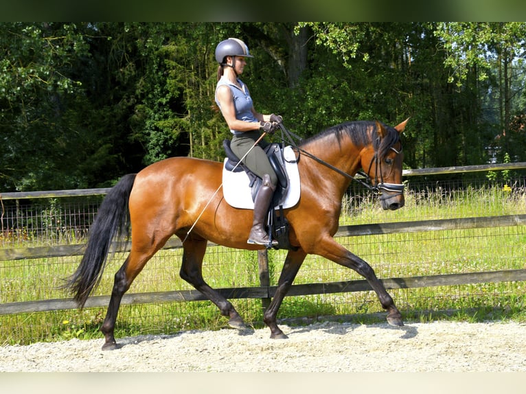 PRE Merrie 5 Jaar 163 cm Donkerbruin in Haaltert