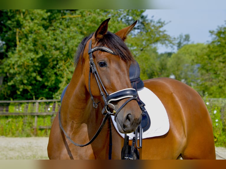 PRE Merrie 5 Jaar 163 cm Donkerbruin in Haaltert