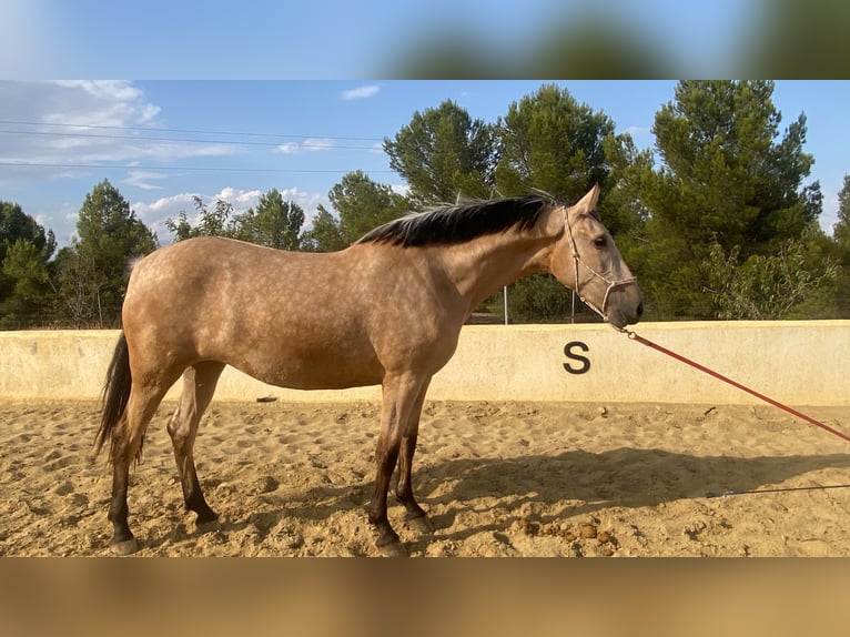 PRE Merrie 5 Jaar 163 cm Falbe in Pozo alcon