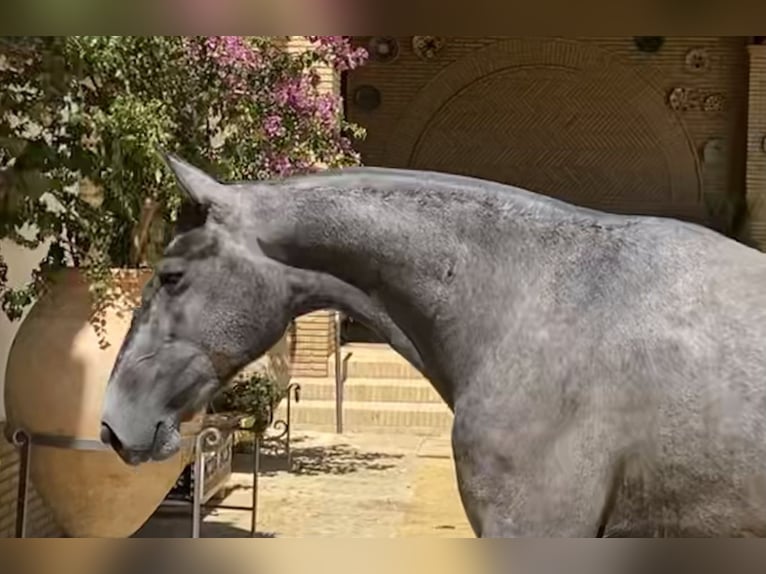 PRE Merrie 5 Jaar 163 cm Schimmel in Fuentes De Andalucia