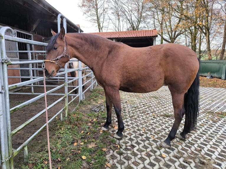 PRE Mix Merrie 5 Jaar 164 cm Bruin in Brilon
