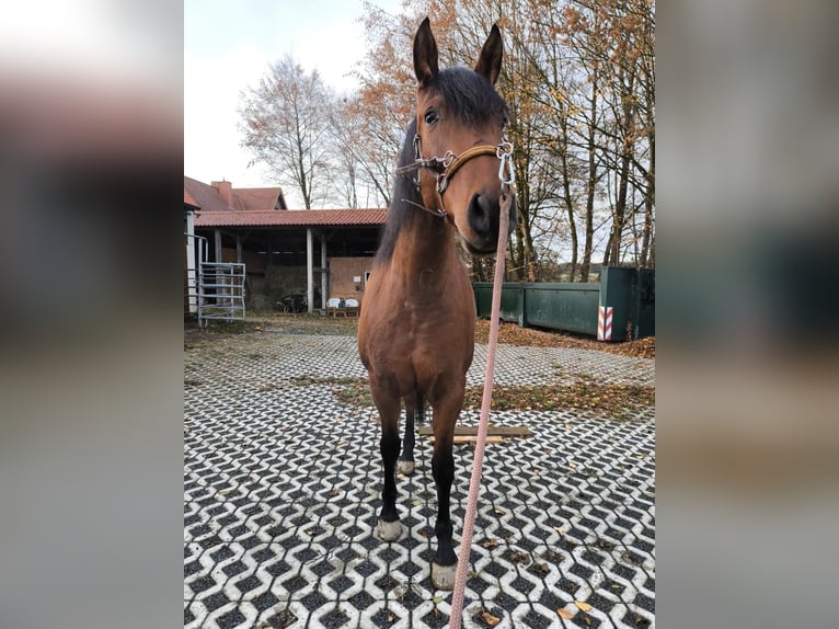 PRE Mix Merrie 5 Jaar 164 cm Bruin in Brilon