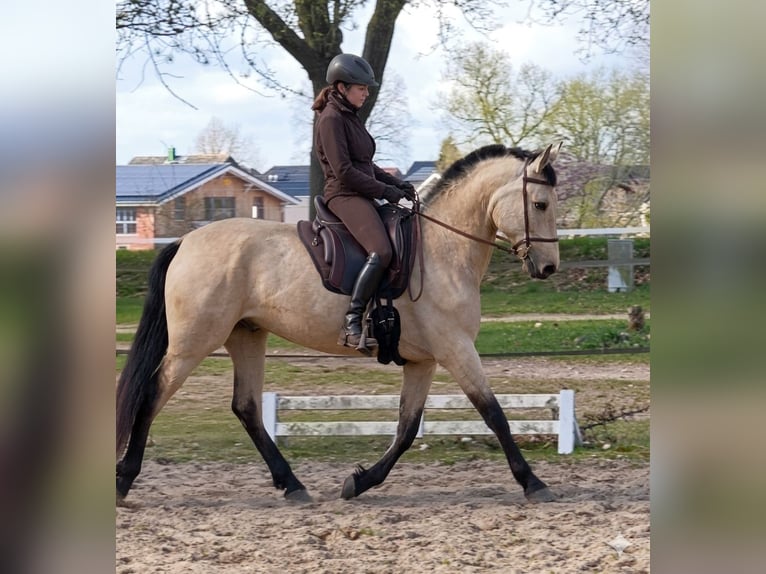 PRE Merrie 5 Jaar 164 cm Falbe in Fahrenkrug