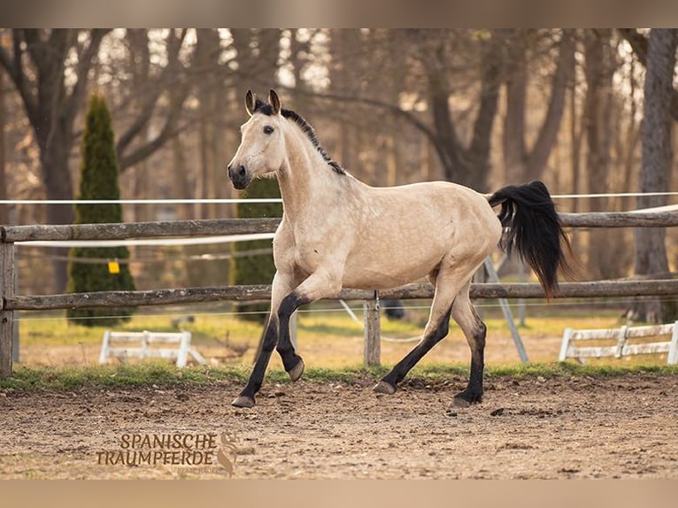 PRE Merrie 5 Jaar 164 cm Falbe in Fahrenkrug