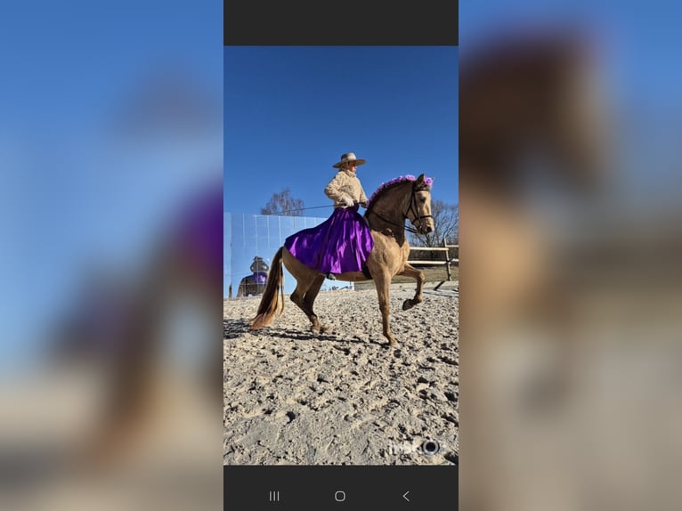 PRE Merrie 5 Jaar 165 cm Champagne in Tábor