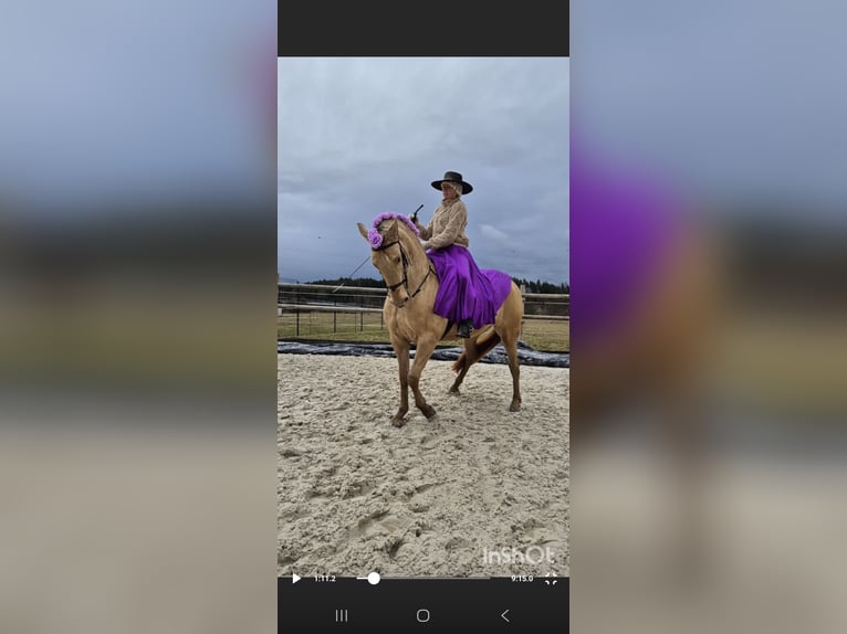 PRE Merrie 5 Jaar 165 cm Champagne in Tábor