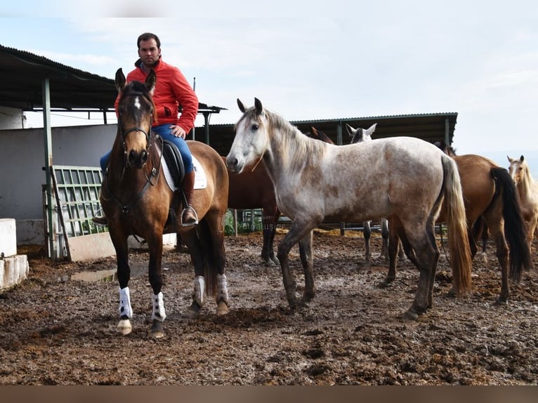 PRE Merrie 5 Jaar 165 cm Falbe in Provinz Cordoba