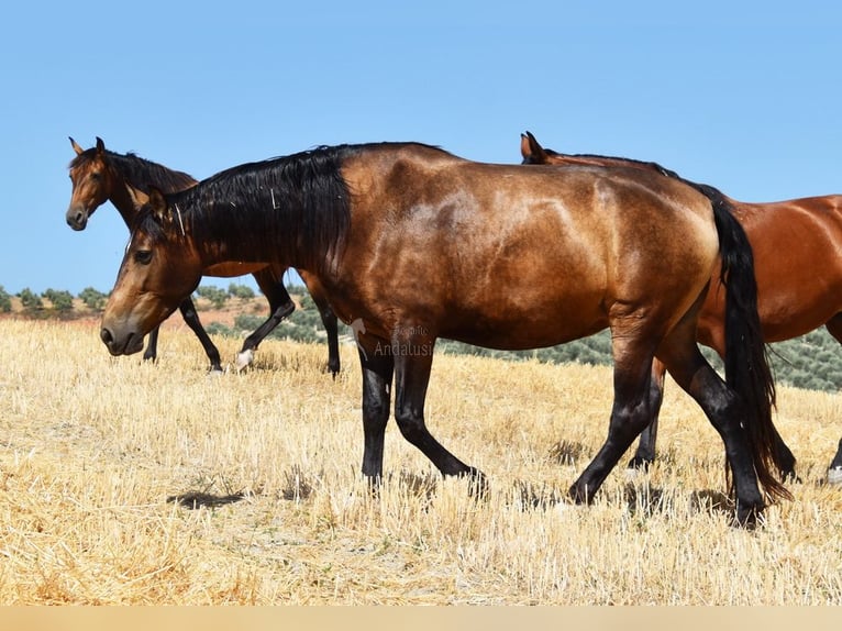 PRE Merrie 5 Jaar 165 cm Falbe in Provinz Cordoba